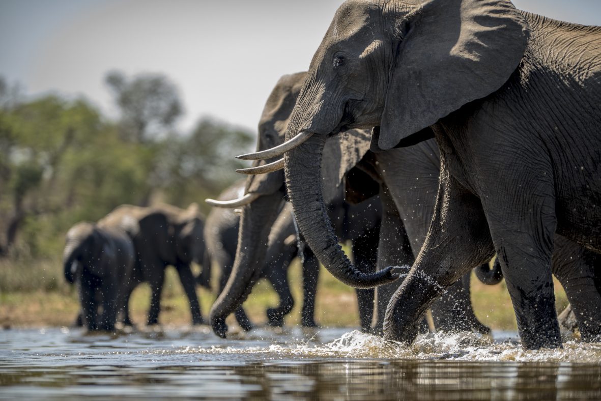 Elephants at the water