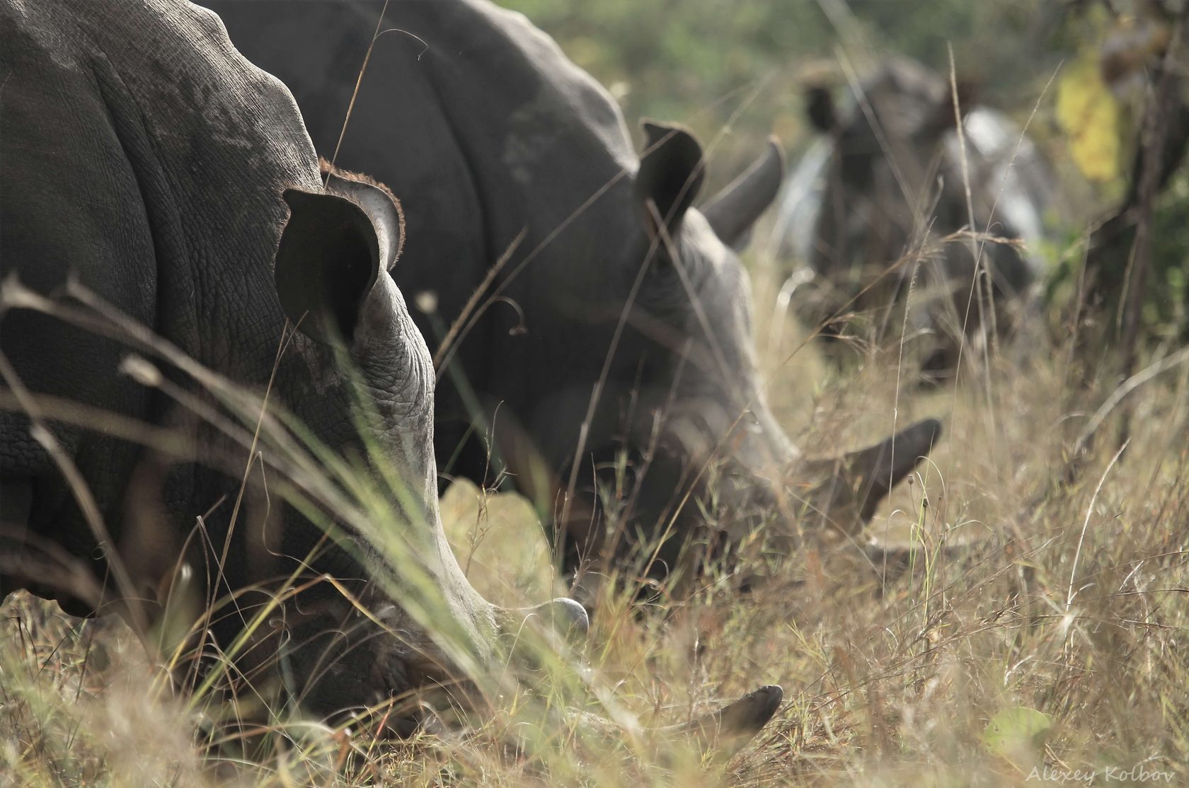 Rhinos grazing in the grass
