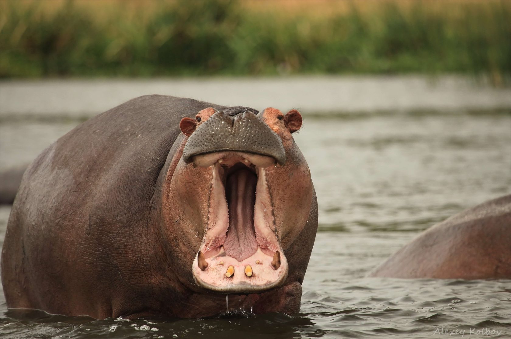 Hippo with its mouth wide open