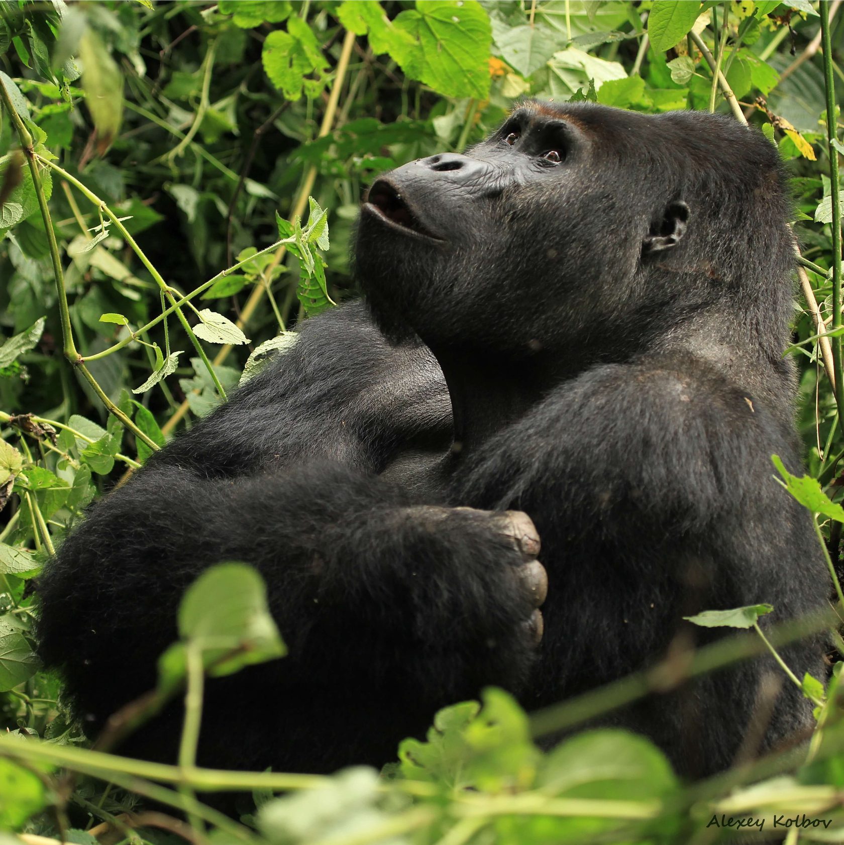 Gorilla sitting in the undergrowth