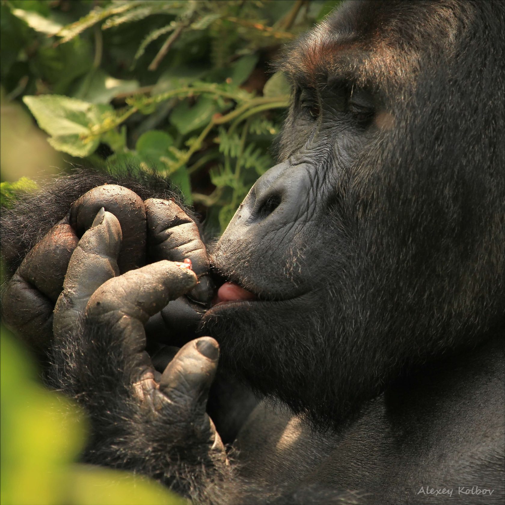 Gorilla eating leaves