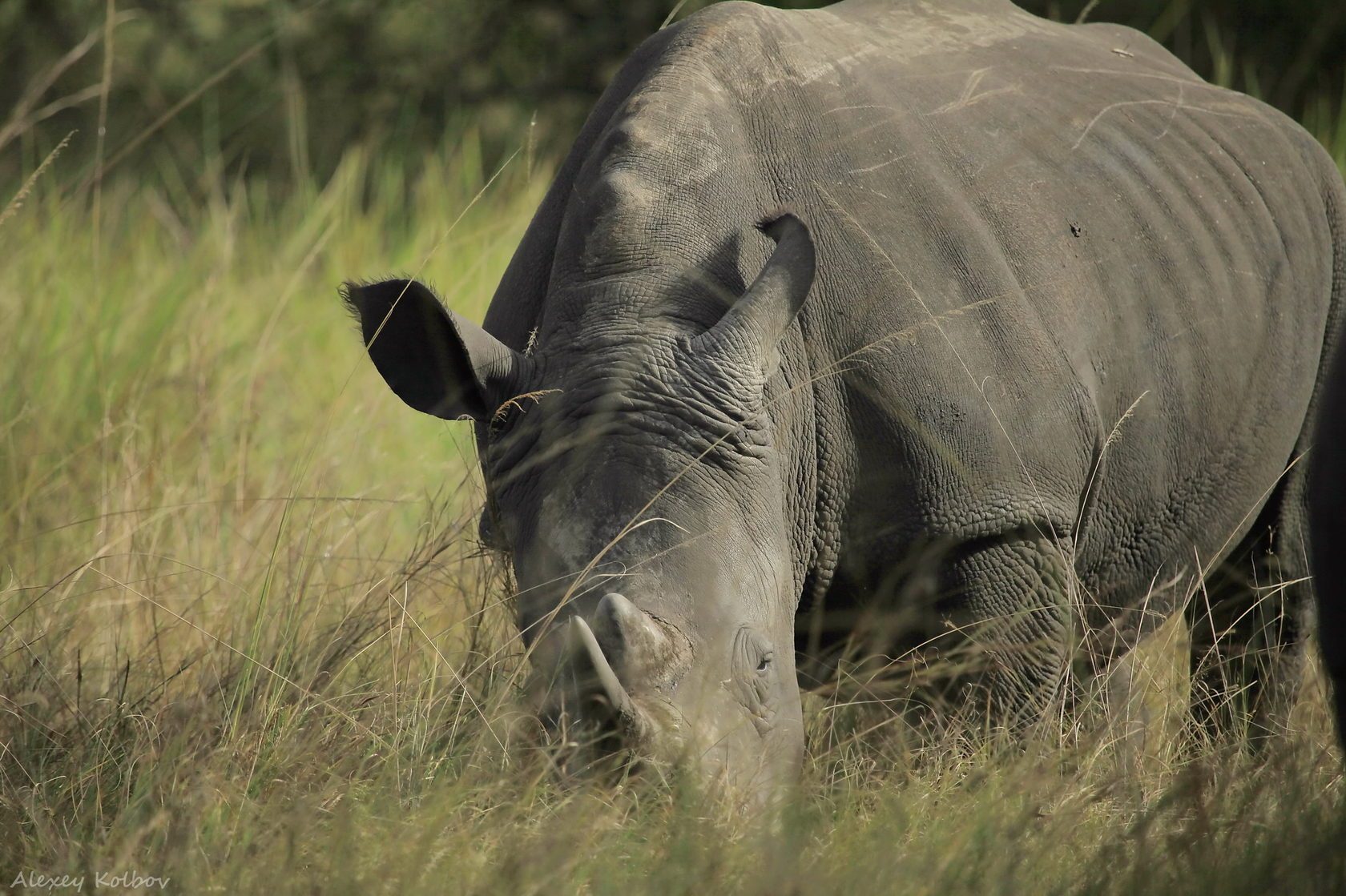 White rhino in open grassland
