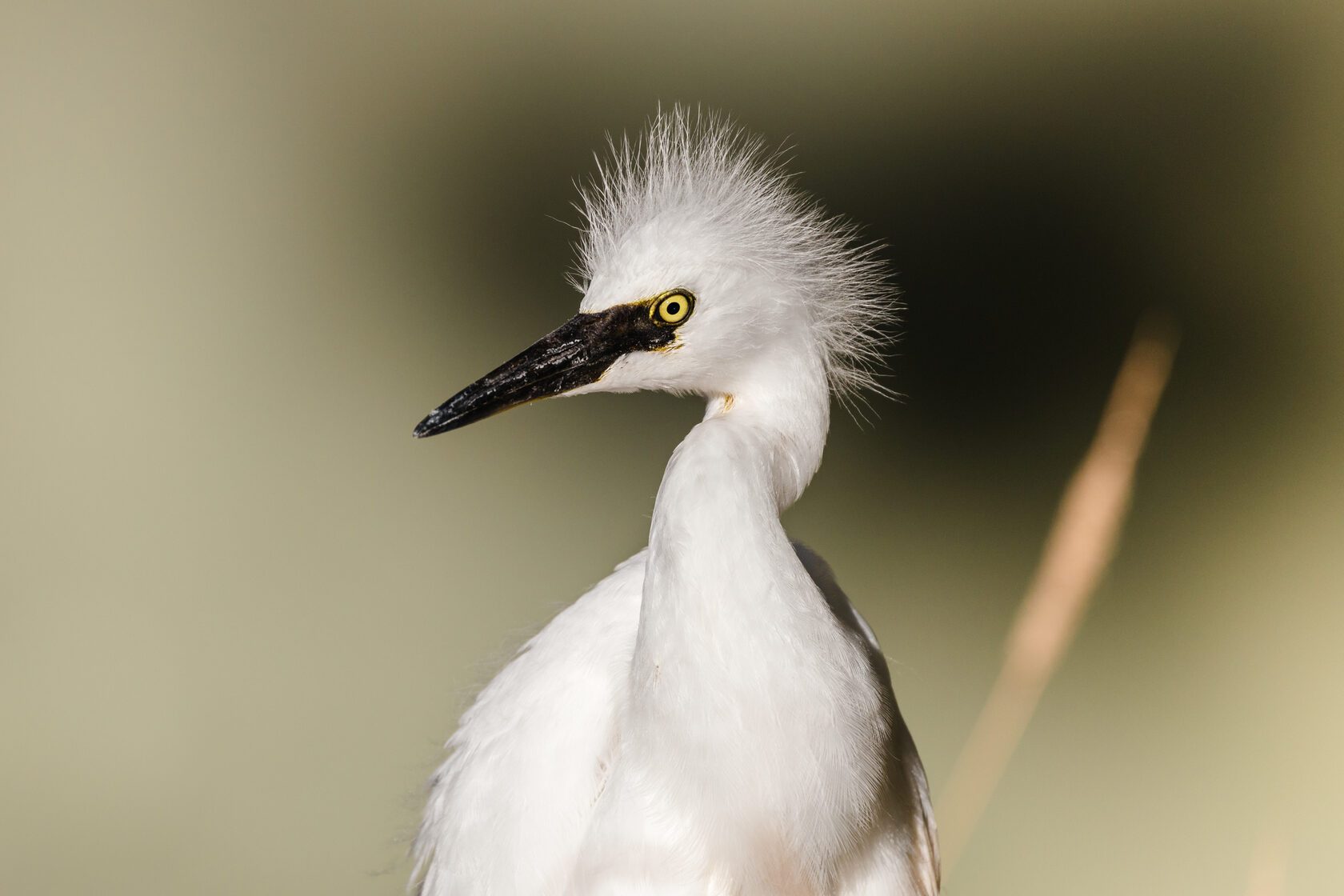 Egret in soft light