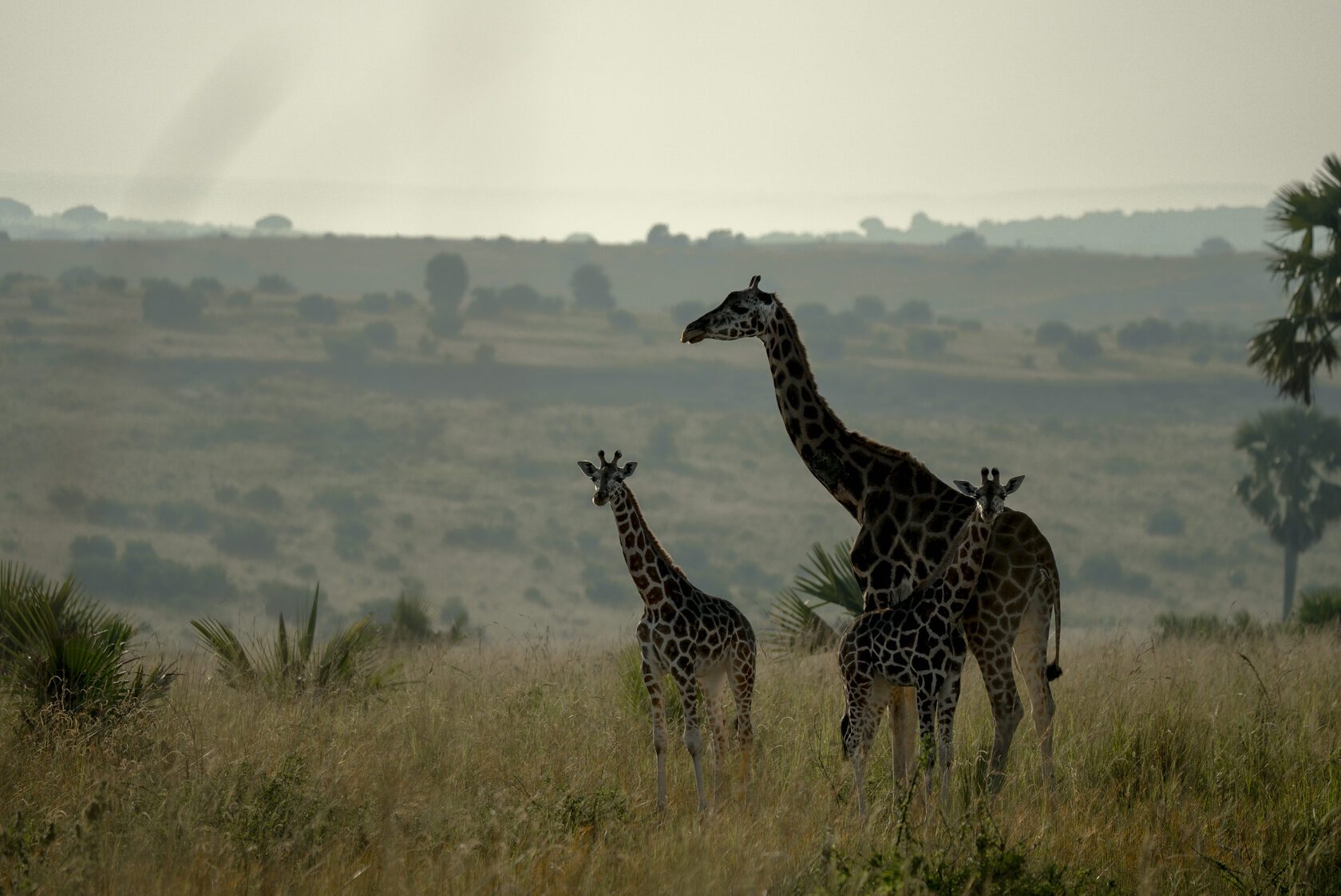 Giraffes on the plains