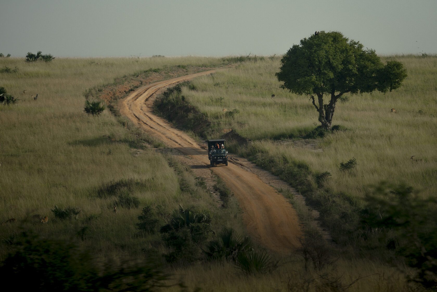 Safari vehicle on a savanna track