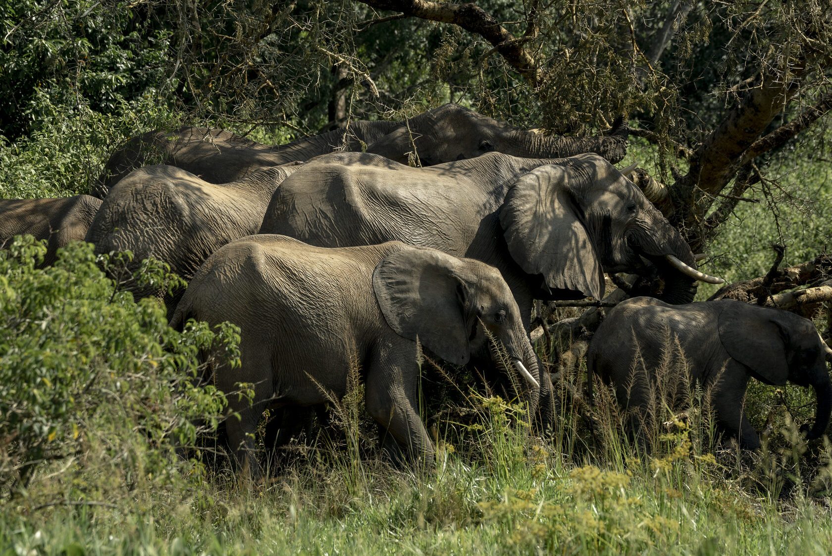 Elephant herd at the forest edge
