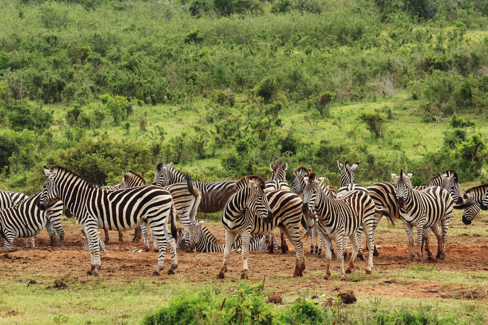 Zebras on green plains