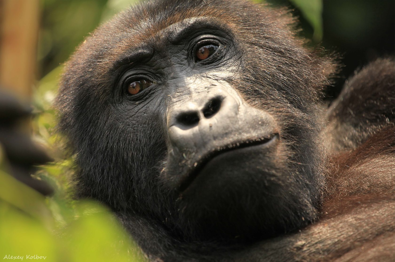 Gorilla looking out from the forest