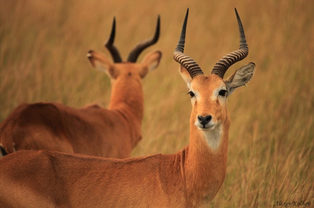 Two antelope in golden grass