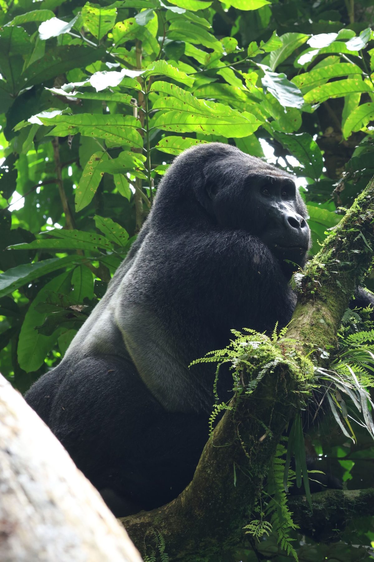 Gorilla in the green forest