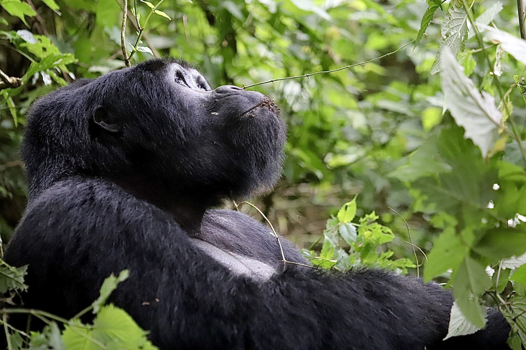 Gorilla resting among leaves