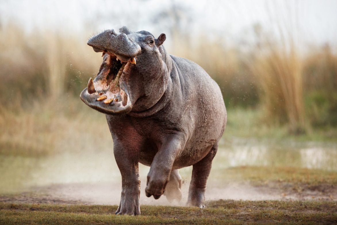 Hippo running along a riverbank