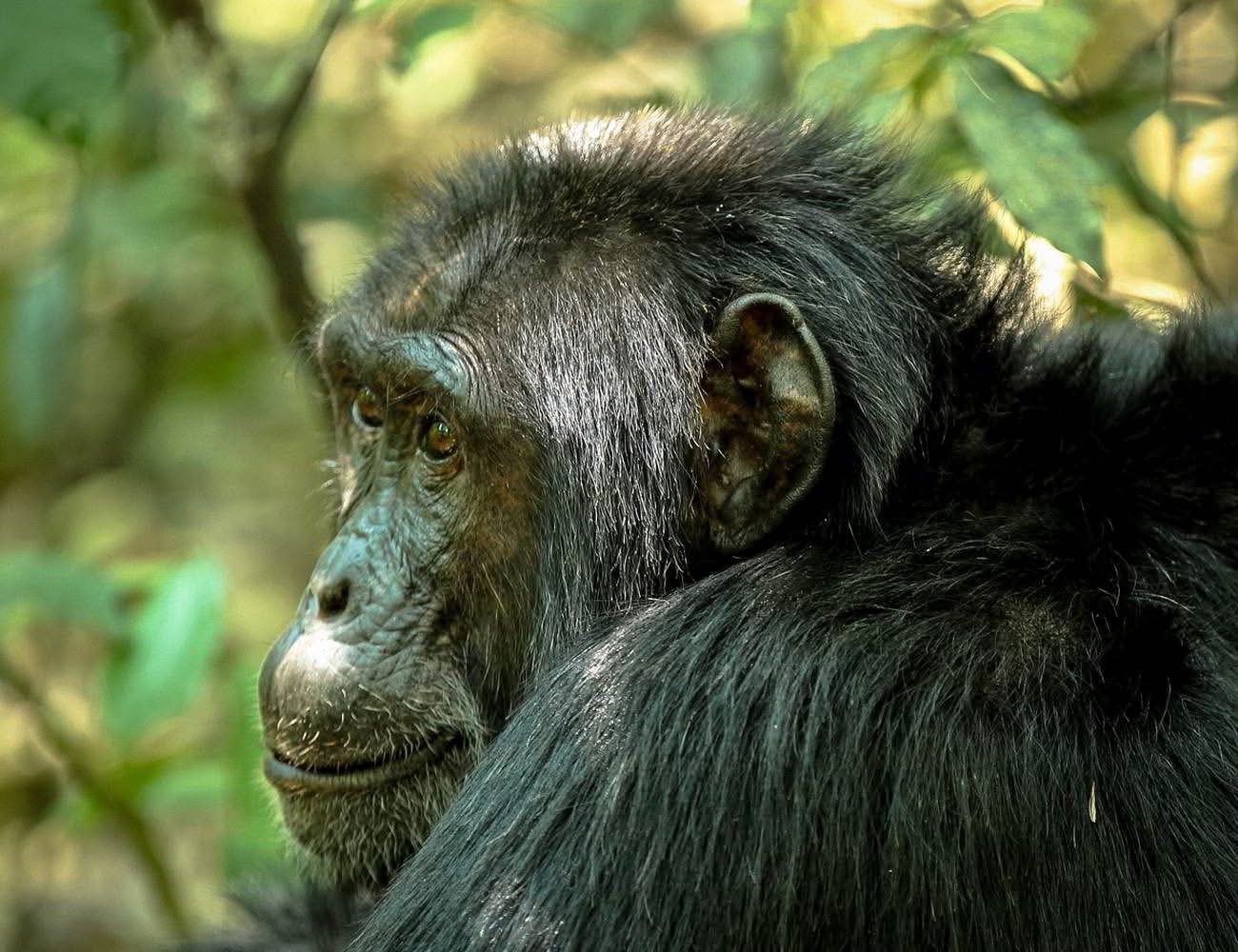 Chimpanzee Trekking in Kibira National Park